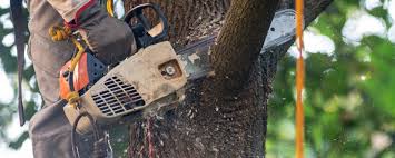 Best Tree Disease Treatment  in Sutter Creek, CA